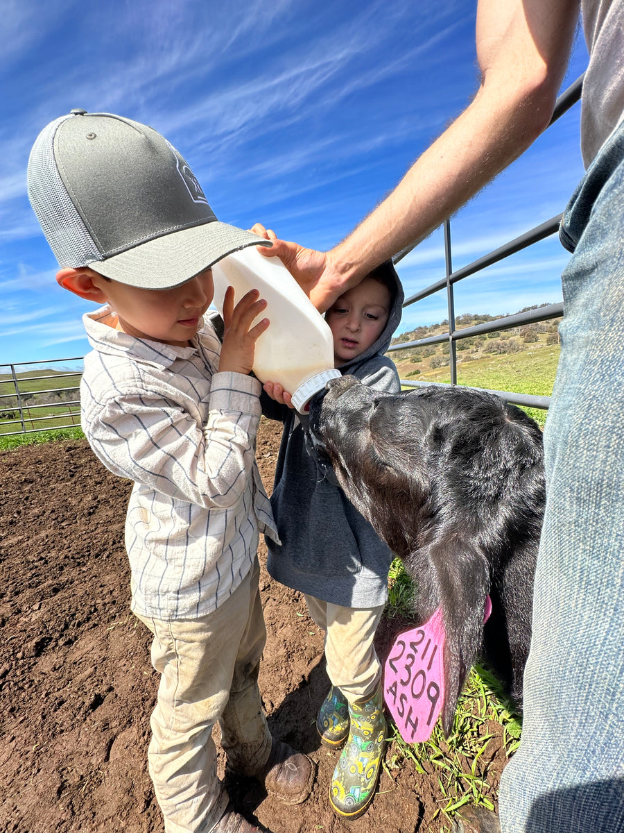 Baby BOOM! Calving Season – Flying F Ranch