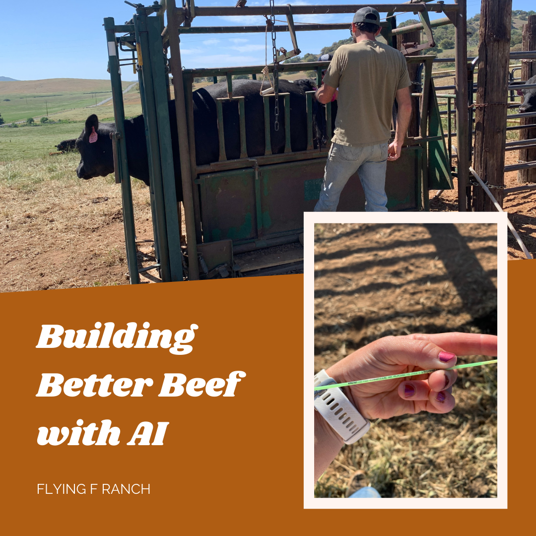 Building Better Beef with AI – Flying F Ranch