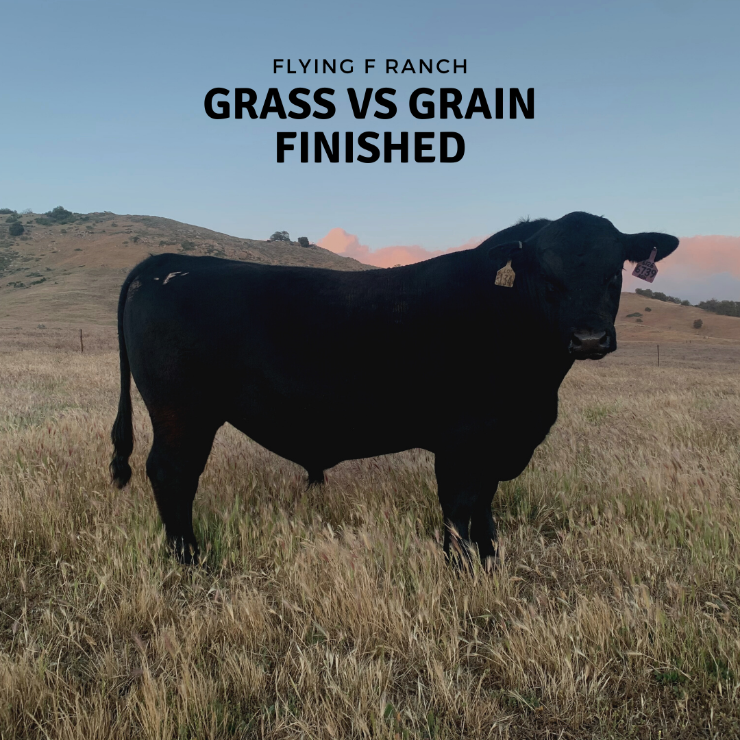 Grass vs Grain Finished Beef – Flying F Ranch