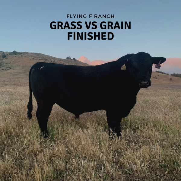 Grass vs Grain Finished Beef