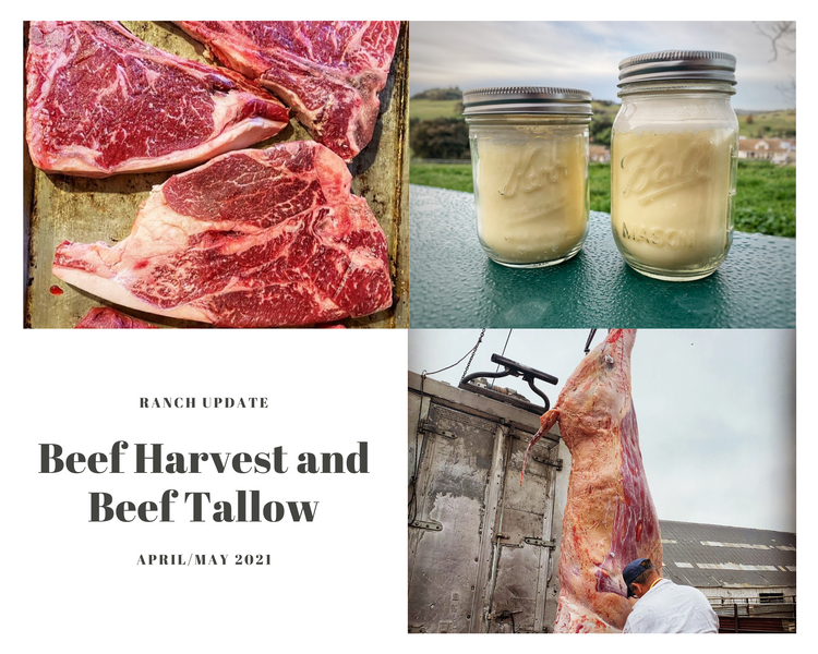 Beef Harvest and Beef Tallow