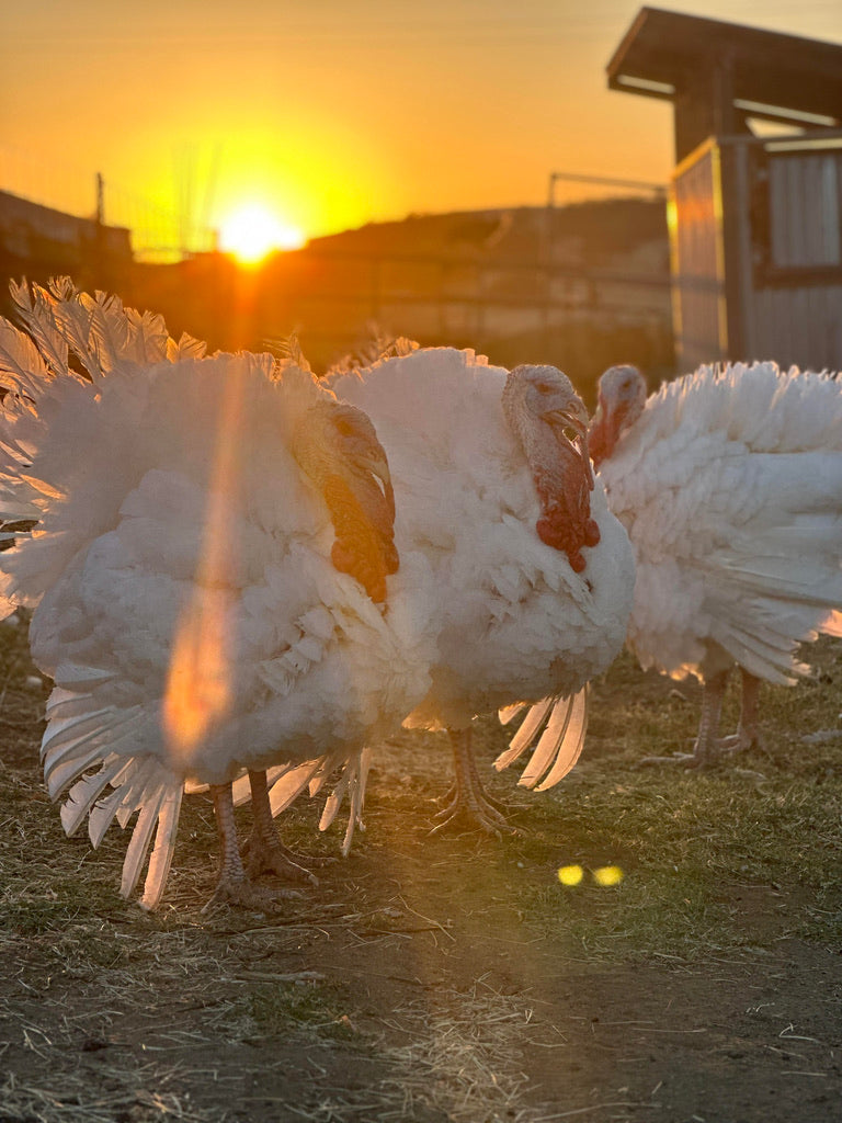 Whole Pastured Turkey – Flying F Ranch