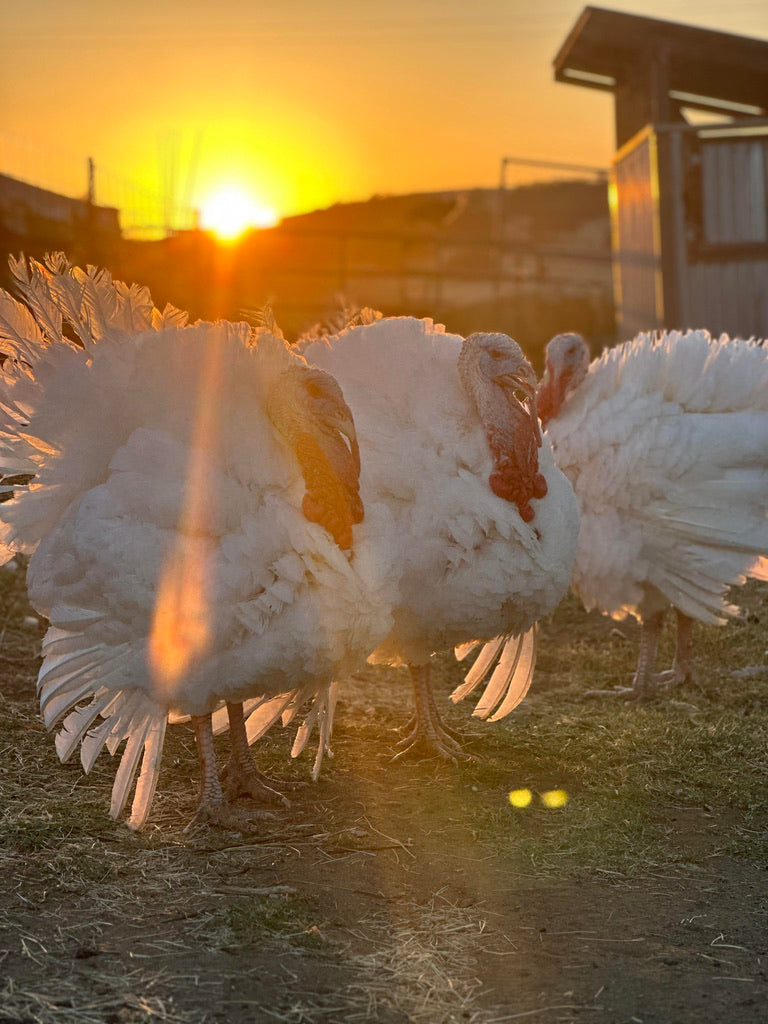 Whole Pastured Turkey Deposit