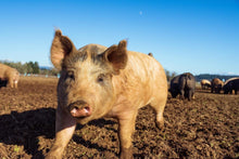 Load image into Gallery viewer, Half Pork Share
